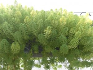 Myriophyllum Proserpinacoides