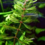 Myriophyllum Spicatum