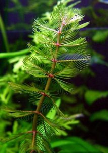 Myriophyllum Spicatum
