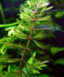 Myriophyllum Spicatum