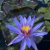 Nymphaea Anconas