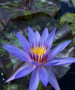 Nymphaea Anconas