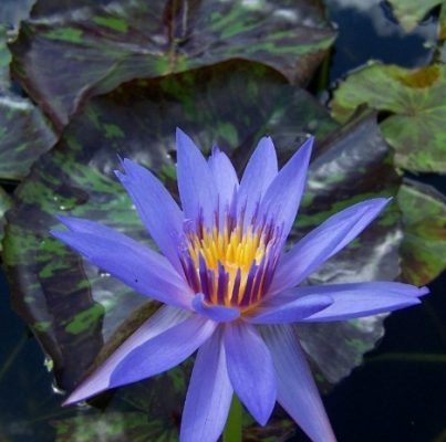 Nymphaea Anconas