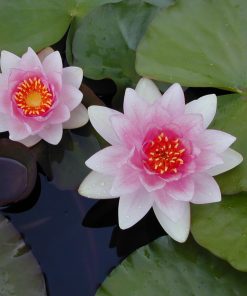 Nymphaea Fabiola Mar. Richmond