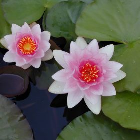 Nymphaea Fabiola Mar. Richmond