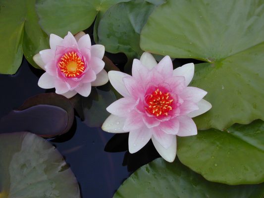 Nymphaea Fabiola Mar. Richmond
