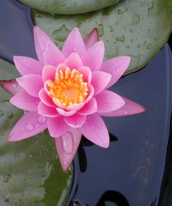 Nymphaea Karl Epple
