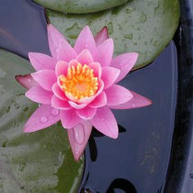 Nymphaea Karl Epple
