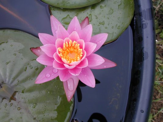 Nymphaea Karl Epple