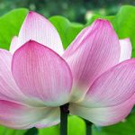 Nelumbo Nucifera
