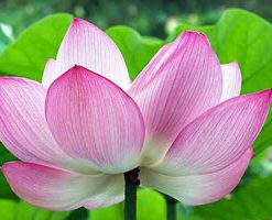 Nelumbo Nucifera