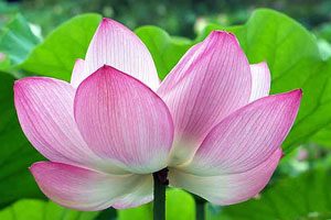 Nelumbo Nucifera
