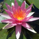 Nymphaea Newton