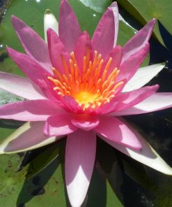 Nymphaea Newton