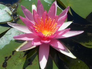 Nymphaea Newton