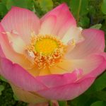 Nelumbo Nikki Gibson