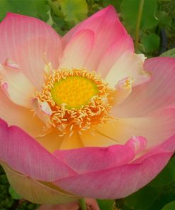 Nelumbo Nikki Gibson