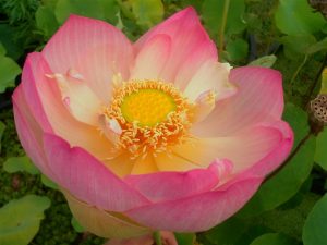 Nelumbo Nikki Gibson