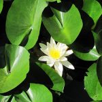 Nymphaea Candida