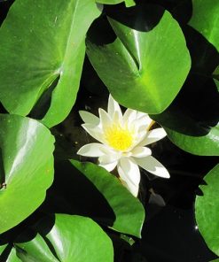 Nymphaea Candida