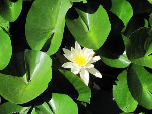 Nymphaea Candida