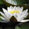 Nymphaea Ernst Epple Sen.