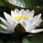 Nymphaea Ernst Epple Sen.