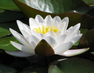 Nymphaea Ernst Epple Sen.