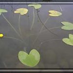 Nuphar Sagittifolia