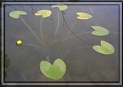 Nuphar Sagittifolia