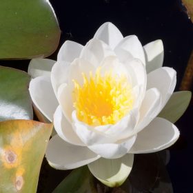 Nymphaea Gladstoniana