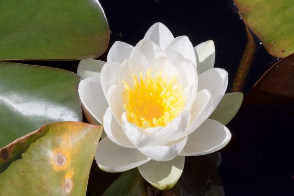 Nymphaea Gladstoniana
