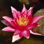 Nymphaea Robinsoni