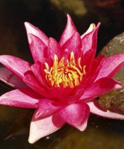 Nymphaea Robinsoni