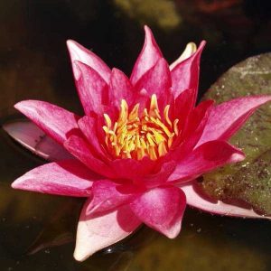 Nymphaea Robinsoni