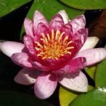 Nymphaea Sultan