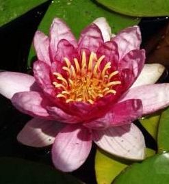 Nymphaea Sultan