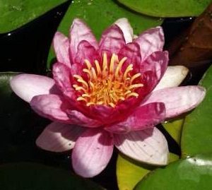 Nymphaea Sultan