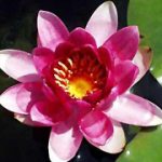Nymphaea Charles De Meurville
