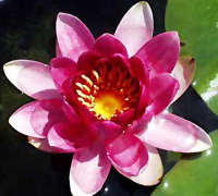 Nymphaea Charles De Meurville
