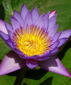 Nymphaea Stellata