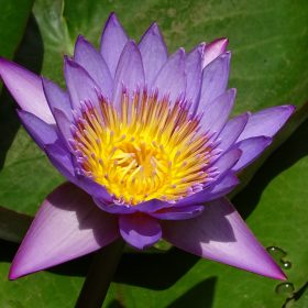 Nymphaea Stellata