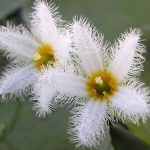 Nymphoides Indica