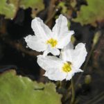 Nymphoides Aquatica