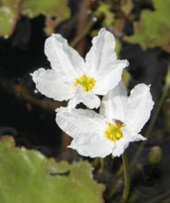 Nymphoides Aquatica