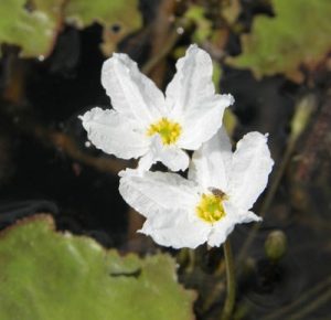 Nymphoides Aquatica