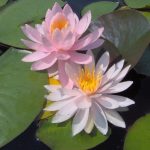Nymphaea Odalisque