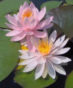 Nymphaea Odalisque