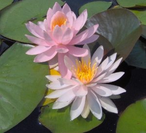 Nymphaea Odalisque