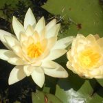 Nymphaea Odorata Sulphurea